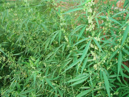 Cannabis sativa